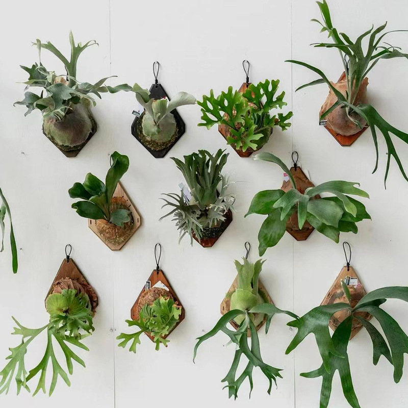 Plant Parent - 新しい木製スタッグホーンファーン壁掛けボード、デンドロビウム植栽ボード、蘭用ファーンプラントベッドボード、ガーデニングハンギングボードデコレーション