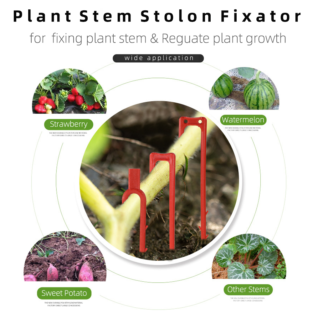 20-50 個イチゴ植栽フォーク掘るフォーク 50 ミリメー - Plant Parent のレビューと価格
